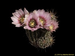 Echinocereus engelmannii v. abbae GN11 1031